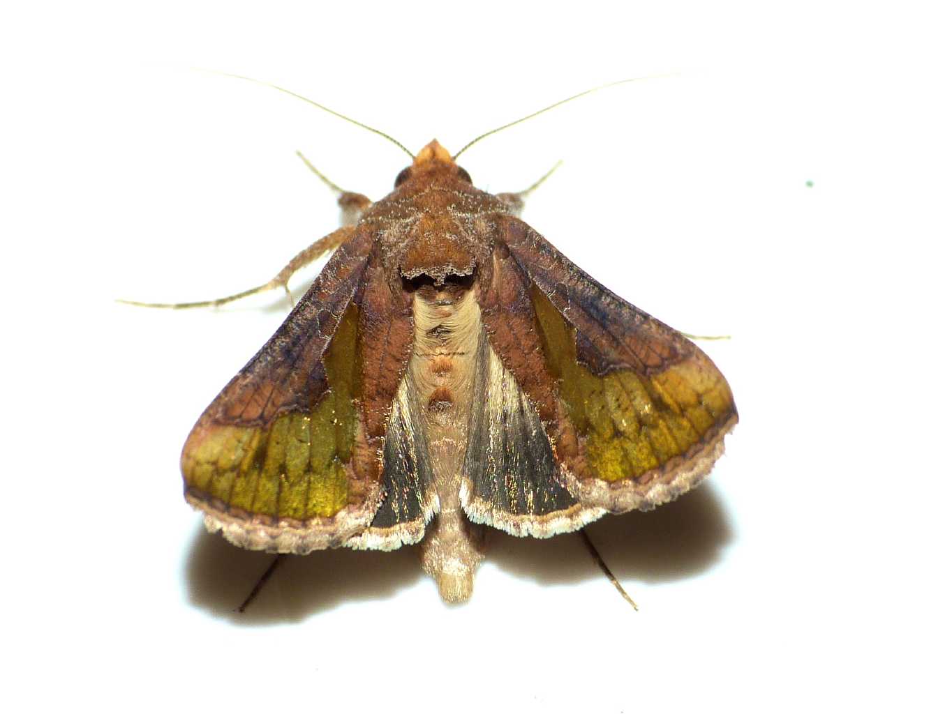 Su un vasetto di menta:Thysanoplusia orichalcea